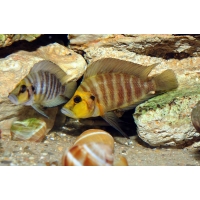 Altolamprologus Compressiceps Goldhead Kantalamba 3-4cm Altolamprologus Compressiceps Goldhead Kantalamba 3-4cm